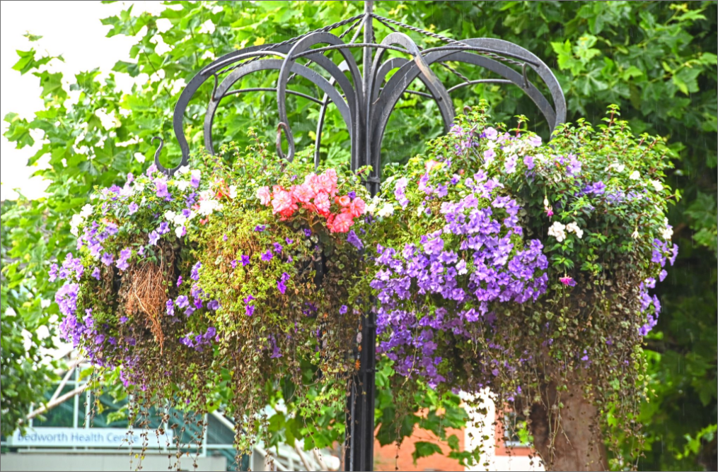 Colourful flowers in hanging baskets