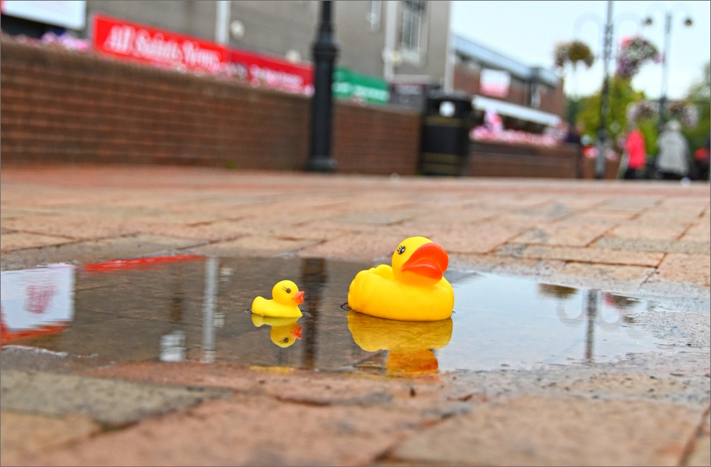 Yellow rubber ducks in a puddle